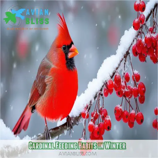 Cardinal Feeding Habits in Winter