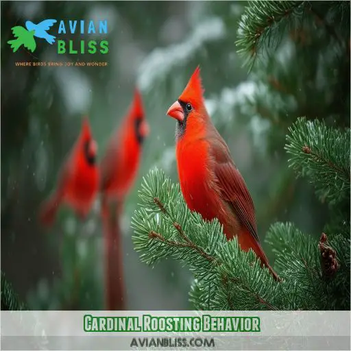 Cardinal Roosting Behavior