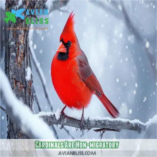 Cardinals Are Non-migratory