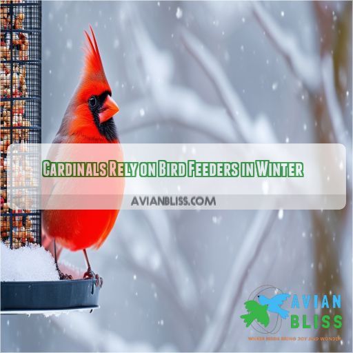 Cardinals Rely on Bird Feeders in Winter