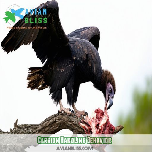 Carrion Handling Behavior