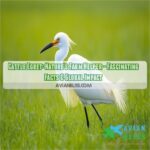 cattle egret