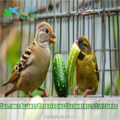 Cautions Against Overfeeding Cucumbers to Lovebirds