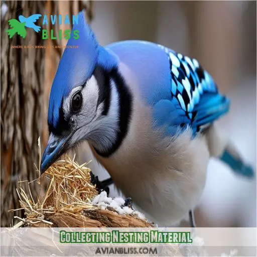 Collecting Nesting Material