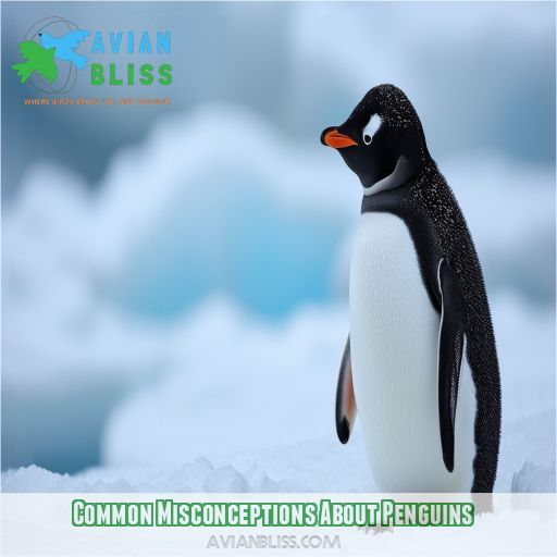 Common Misconceptions About Penguins