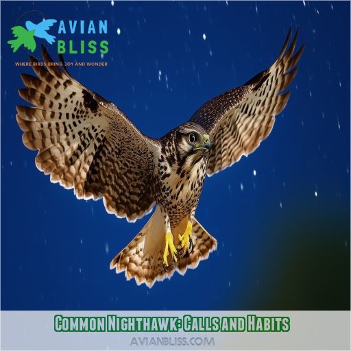 Common Nighthawk: Calls and Habits