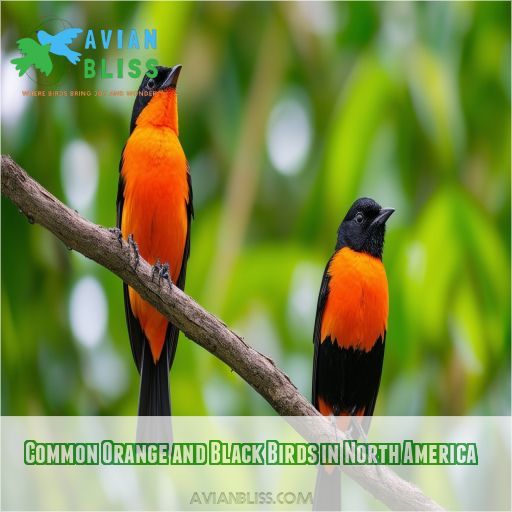 Common Orange and Black Birds in North America