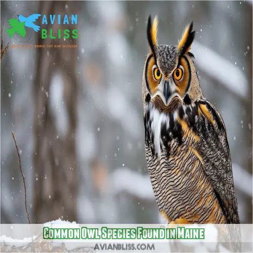 Common Owl Species Found in Maine