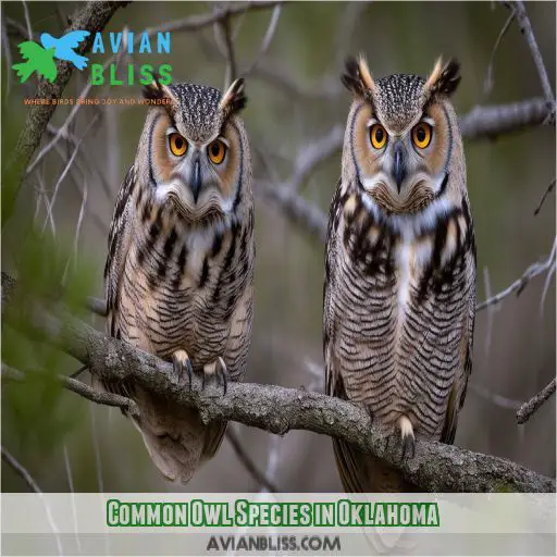 Common Owl Species in Oklahoma