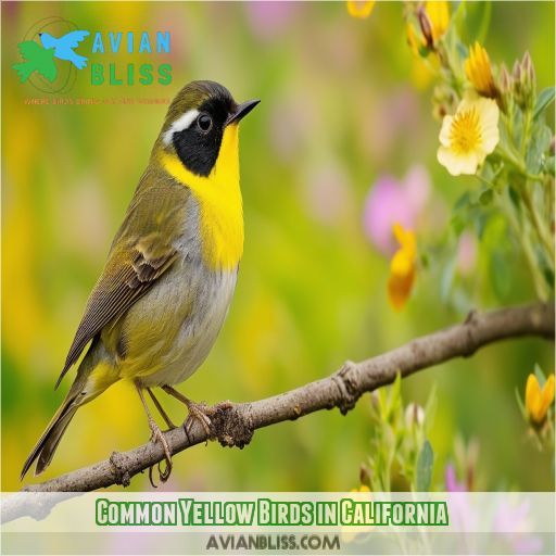 Common Yellow Birds in California