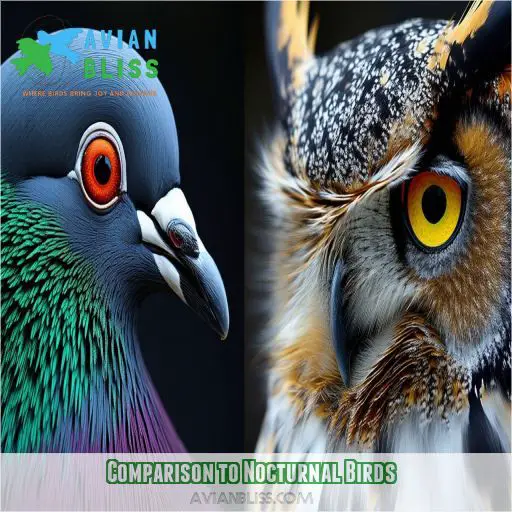 Comparison to Nocturnal Birds