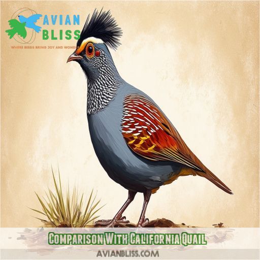 Comparison With California Quail