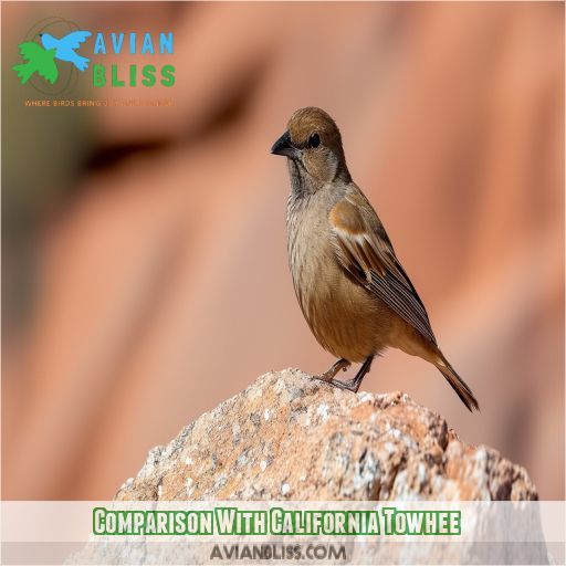 Comparison With California Towhee