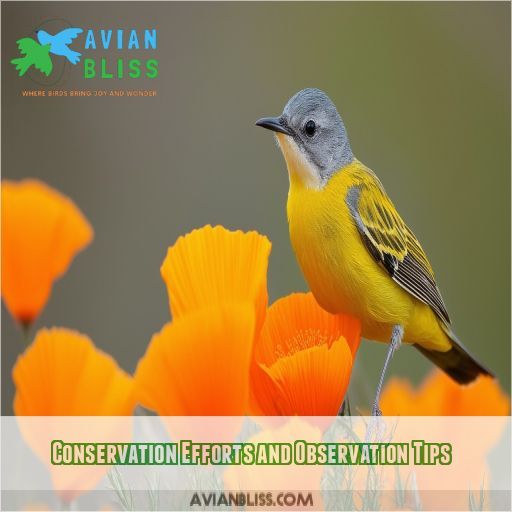 Conservation Efforts and Observation Tips