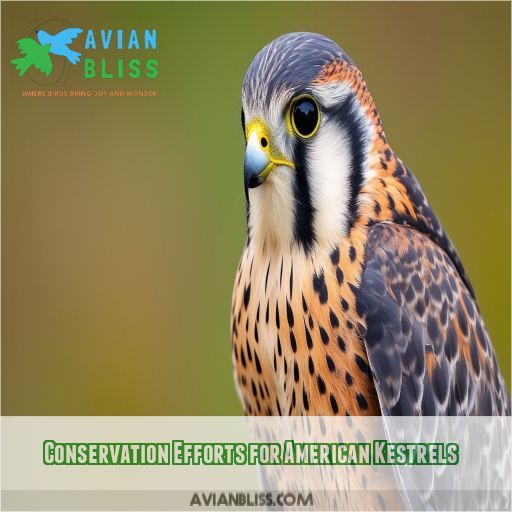 Conservation Efforts for American Kestrels