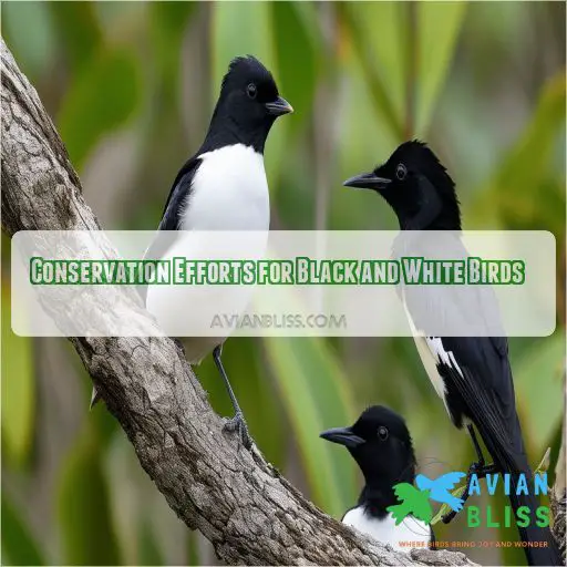 Conservation Efforts for Black and White Birds