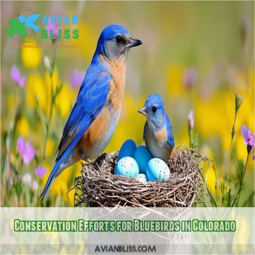 Conservation Efforts for Bluebirds in Colorado