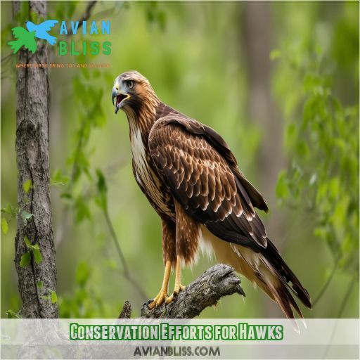 Conservation Efforts for Hawks