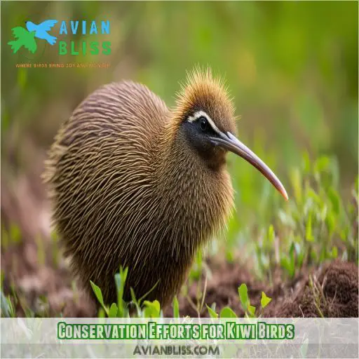 Conservation Efforts for Kiwi Birds