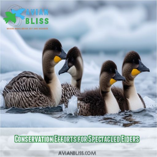 Conservation Efforts for Spectacled Eiders