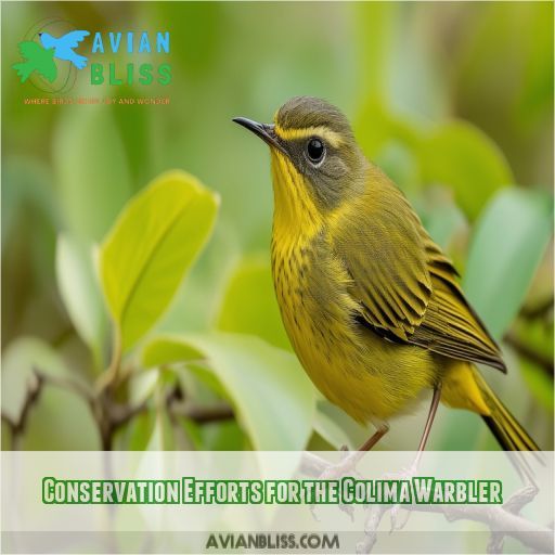 Conservation Efforts for the Colima Warbler