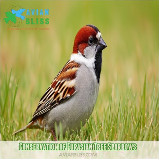 Conservation of Eurasian Tree Sparrows