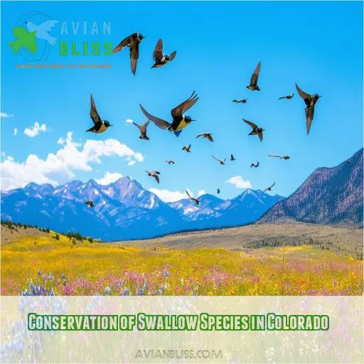 Conservation of Swallow Species in Colorado