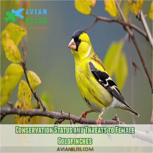 Conservation Status and Threats to Female Goldfinches