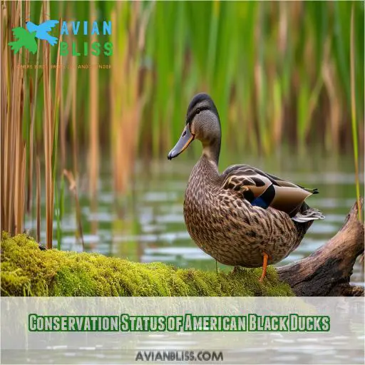 Conservation Status of American Black Ducks