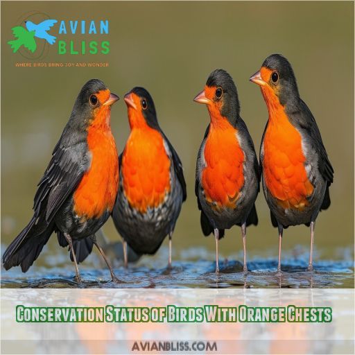 Conservation Status of Birds With Orange Chests