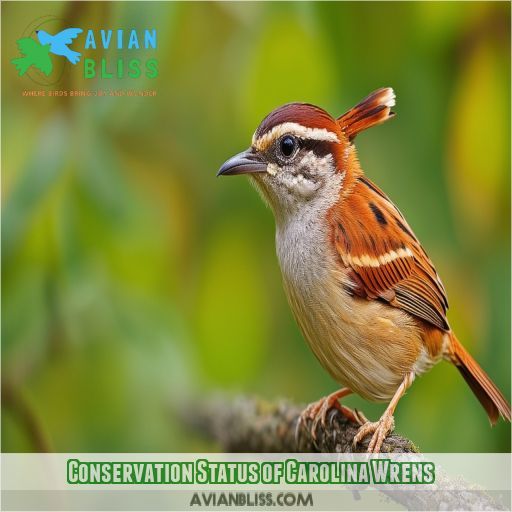 Conservation Status of Carolina Wrens