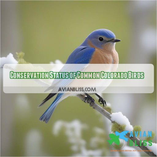 Conservation Status of Common Colorado Birds