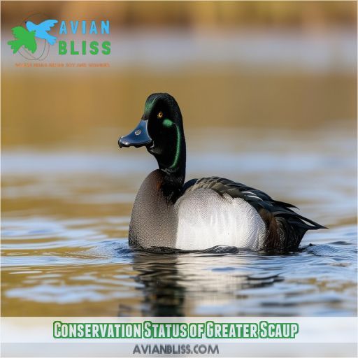 Conservation Status of Greater Scaup