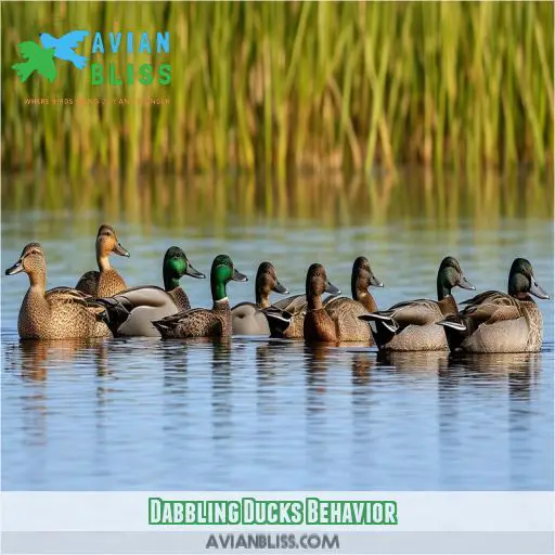 Dabbling Ducks Behavior