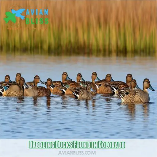 Dabbling Ducks Found in Colorado