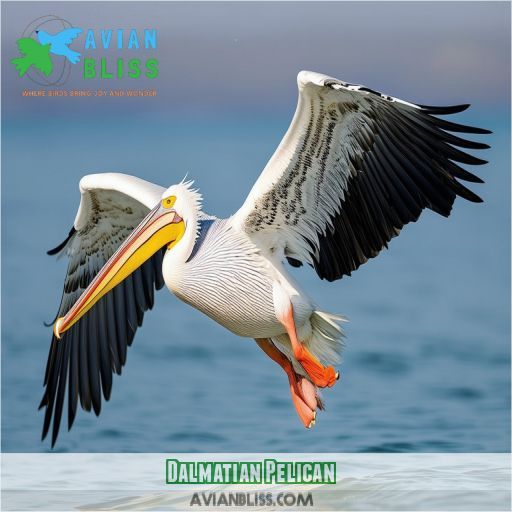 Dalmatian Pelican