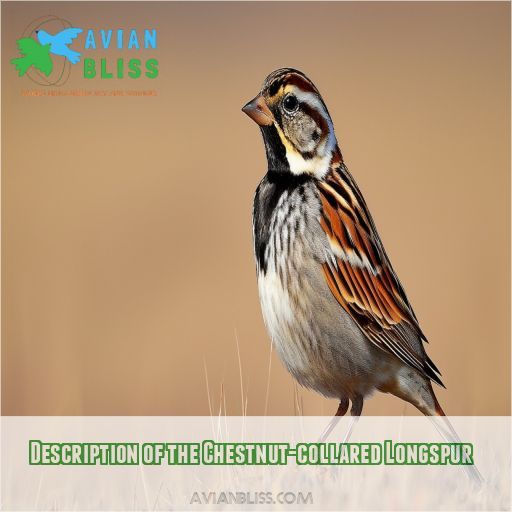 Description of the Chestnut-collared Longspur