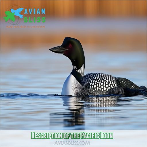 Description of the Pacific Loon