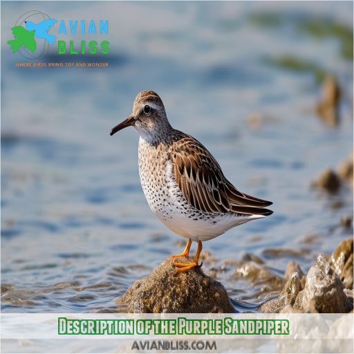 Description of the Purple Sandpiper