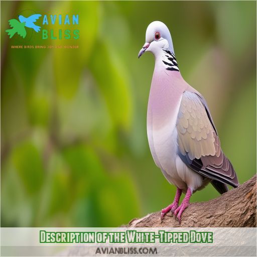 Description of the White-Tipped Dove