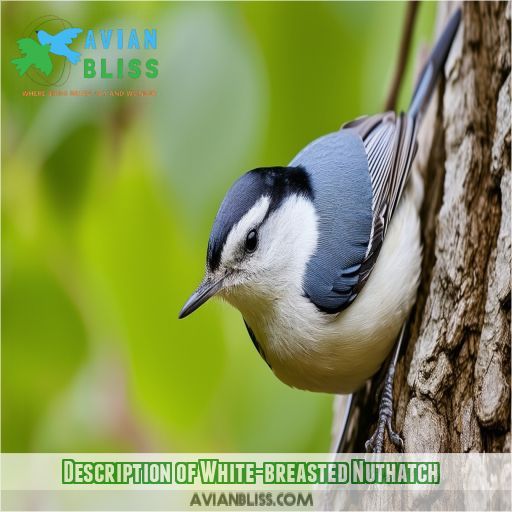 Description of White-breasted Nuthatch