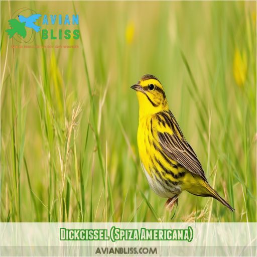 Dickcissel (Spiza Americana)