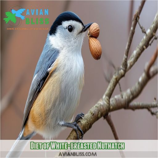 Diet of White-breasted Nuthatch