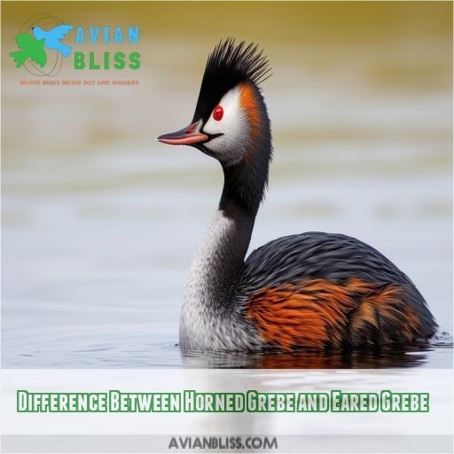 Difference Between Horned Grebe and Eared Grebe