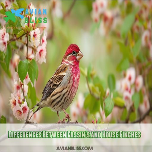 Differences Between Cassin