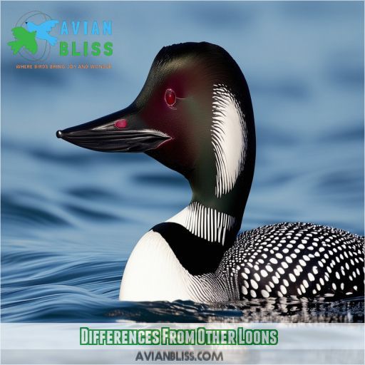 Differences From Other Loons