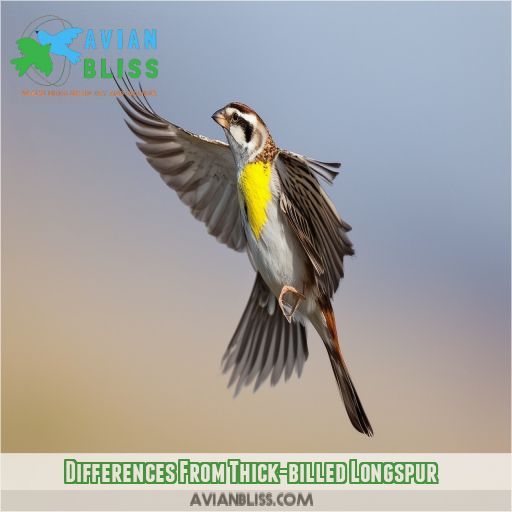 Differences From Thick-billed Longspur