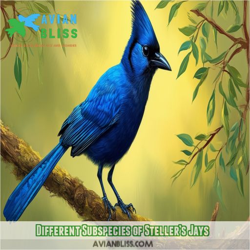 Different Subspecies of Steller’s Jays