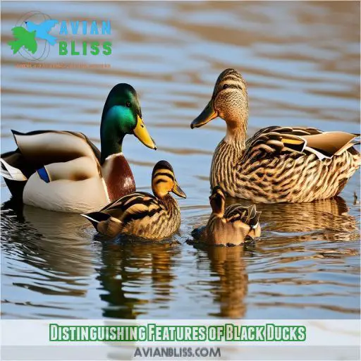 Distinguishing Features of Black Ducks