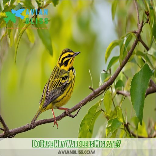 Do Cape May Warblers Migrate